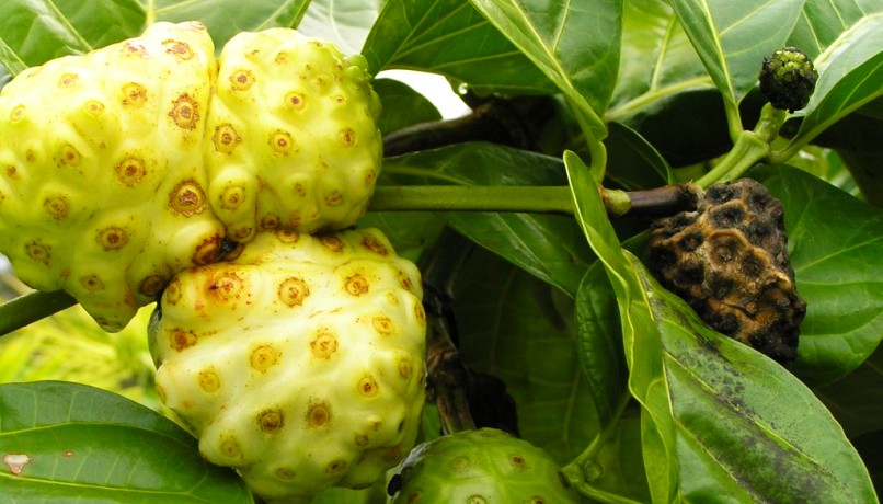 Sok z Noni - kontrowersyjny owoc tropikalny